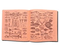 Image 6 of Family Cook by Susan Campbell & Caroline Conran