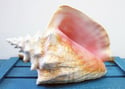 Pink Conch Shell Ring, Size 7.5