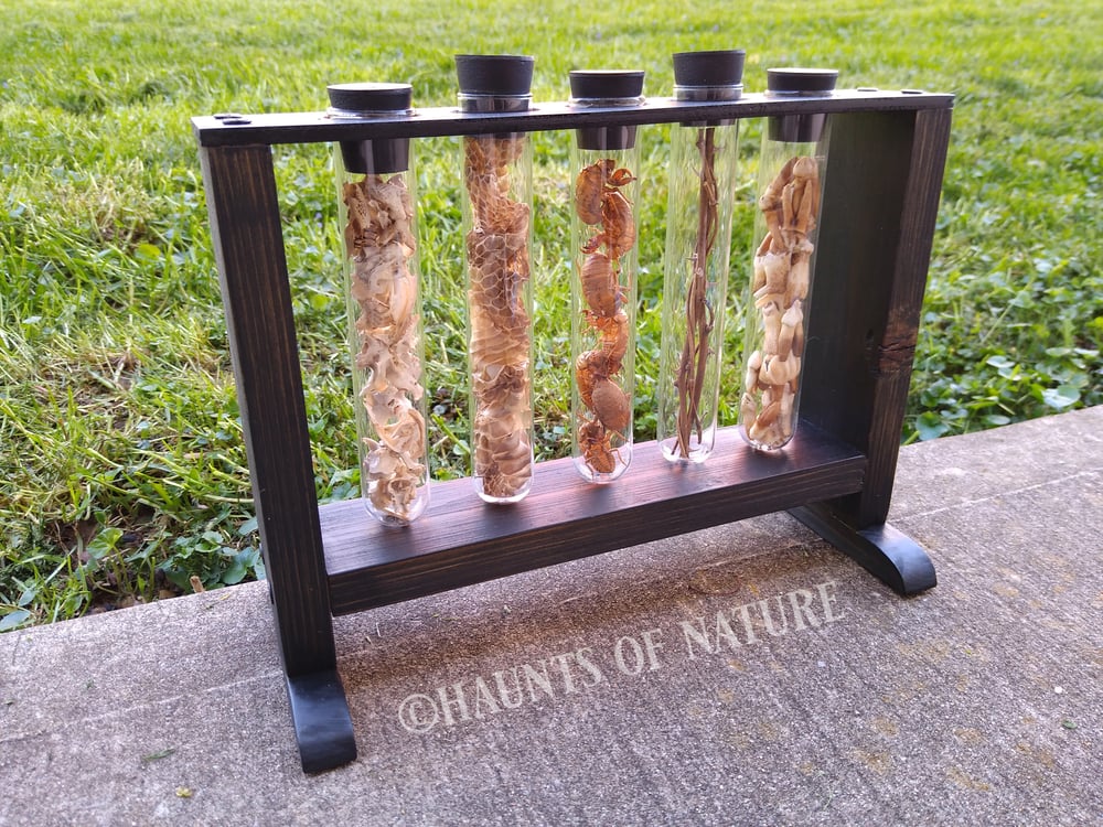 Oddities Test Tube Stand