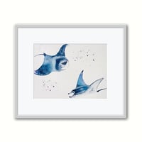 Image 2 of Manta rays