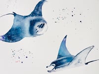 Image 1 of Manta rays