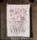 Kangaroo Paw Flame Premium Cotton Linen Tea Towel