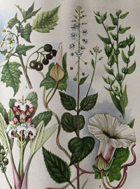 Image 3 of The Oxford book of Wild Flowers