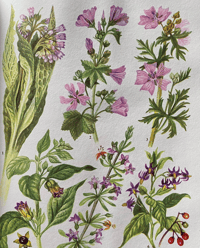 Image 4 of The Oxford book of Wild Flowers