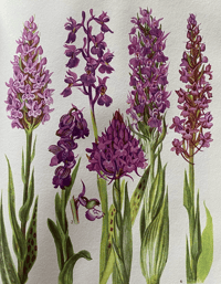 Image 6 of The Oxford book of Wild Flowers