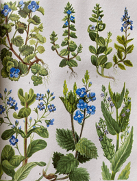Image 6 of The Oxford book of Wild Flowers