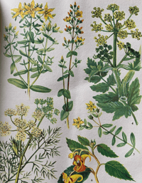 Image 8 of The Oxford book of Wild Flowers