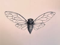 Image 1 of Cicada
