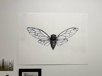 Image 2 of Cicada