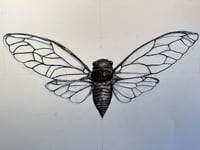 Image 3 of Cicada