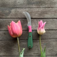 Hot Pink Tulip Forager