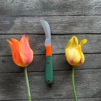Blaze Orange Tulip Forager