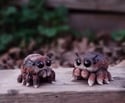 Jumping Spider Family (RESERVED FOR JIMMY BOH)