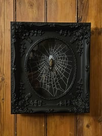 Image 3 of Incredible giant golden orb weaver spider with Real preserved web 