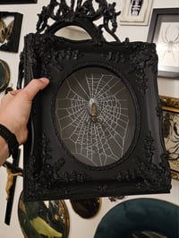 Image 1 of Incredible giant golden orb weaver spider with Real preserved web 