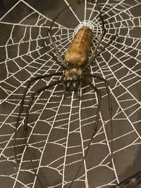 Image 4 of Incredible giant golden orb weaver spider with Real preserved web 