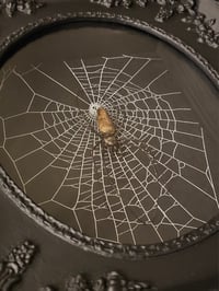 Image 5 of Incredible giant golden orb weaver spider with Real preserved web 