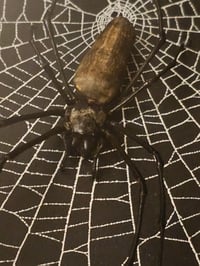 Image 6 of Incredible giant golden orb weaver spider with Real preserved web 