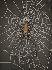 Image 2 of Incredible giant golden orb weaver spider with Real preserved web 