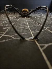 Image 9 of Incredible giant golden orb weaver spider with Real preserved web 