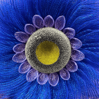Image 5 of Purple & Blue Sunflower