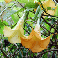 Image 1 of Floripondio amarillo (Datura Metel)