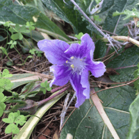 Image 2 of Mandragora Autumnalis