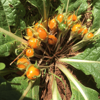 Image 3 of Mandragora Autumnalis