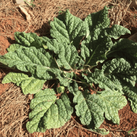 Image 1 of Mandragora Autumnalis