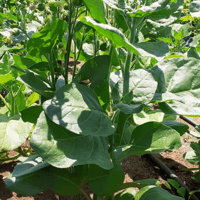 Image 1 of Tabaco ceremonial mexicano ( nicotina rústica)