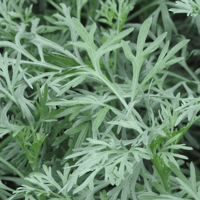 Image 1 of Ajenjo (Artemisia Absinthium)