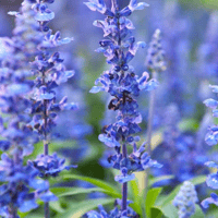 Image 1 of Hisopo flor azul (Hissopus Officinalis)