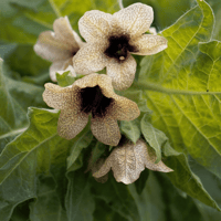 Image 1 of Beleño negro (Hyoscyamus Niger)