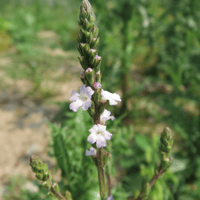 Image 1 of Verbena (Verbena Officinalis)