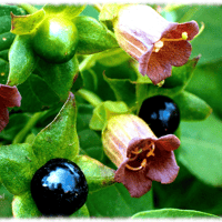 Image 1 of Belladona (Atropa Belladona)