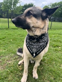 Image 4 of FAAFO Bandana