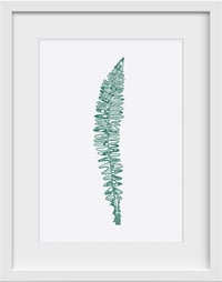 Atlantic Hybrid Shield-fern A4 Giclee Print
