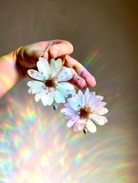 Image 2 of 🤍Moondew Pearl Daisies🤍