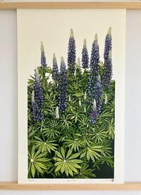 Image 1 of Lupins (blue)