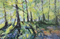 Bluebells 