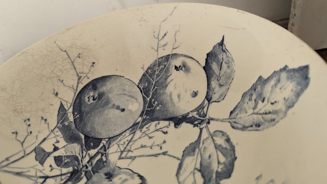 Service Oiseaux Creil et Montereau 