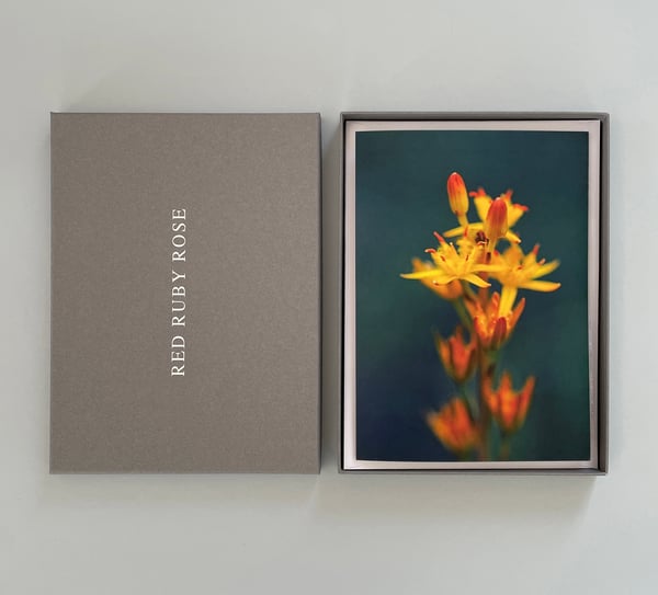 Image of Large greetings cards with gift box - six original designs with envelopes. Brights collection