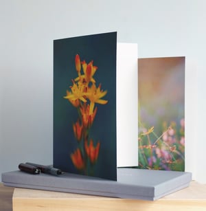Image of Large greetings cards with gift box - six original designs with envelopes. Brights collection