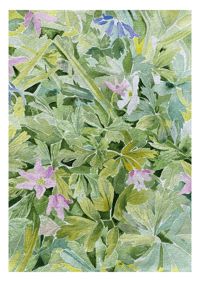 Image 1 of 'Wood anemones' Print