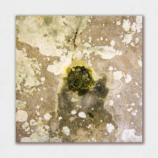 Nature Takeover | Fertile Cavities