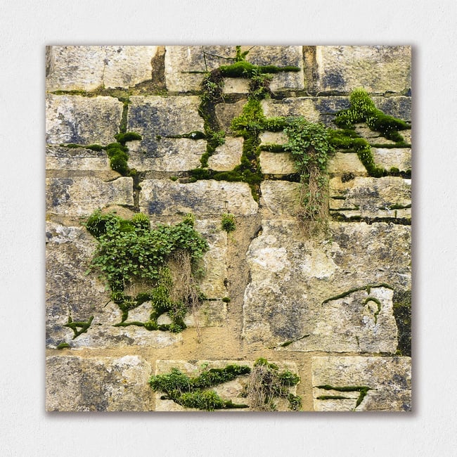 Nature Takeover | In Between