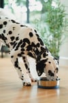 Doggie Calm! Ancient Prebiotic Superfood. Healthy Gut! Pet Food Topper. ShamPaws Paw Wash/Shampoo. 