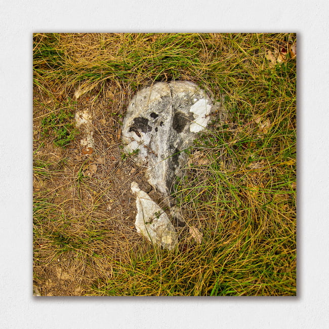 Pareidolia | Guardians