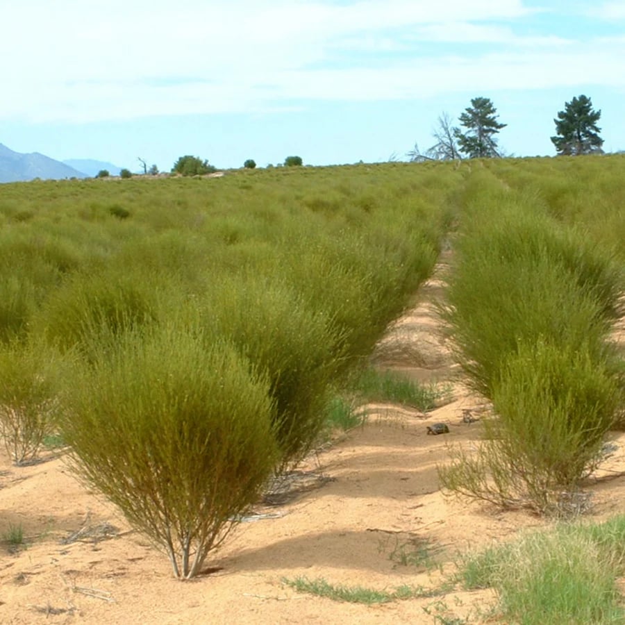 Rooi-BOSS! Green South African Bush Tea (Natural Supplement)