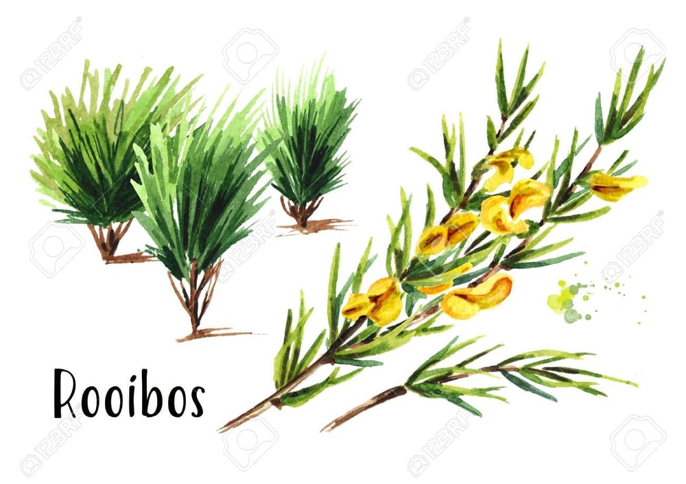 Rooi-BOSS! Green South African Bush Tea (Natural Supplement)